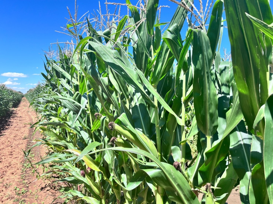 Commercial Property for Sale in Oranje SH Free State